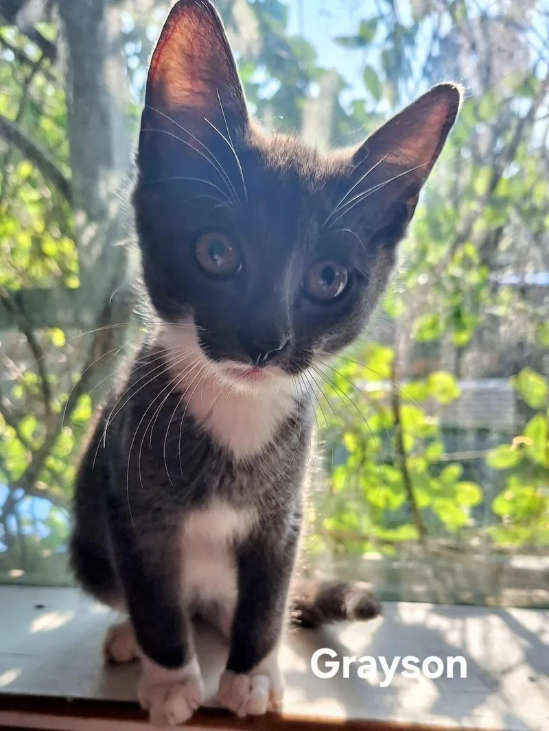 A baby medium-sized male Gray & White Domestic Short Hair cat named Grayson for adoption in Chicopee, MA