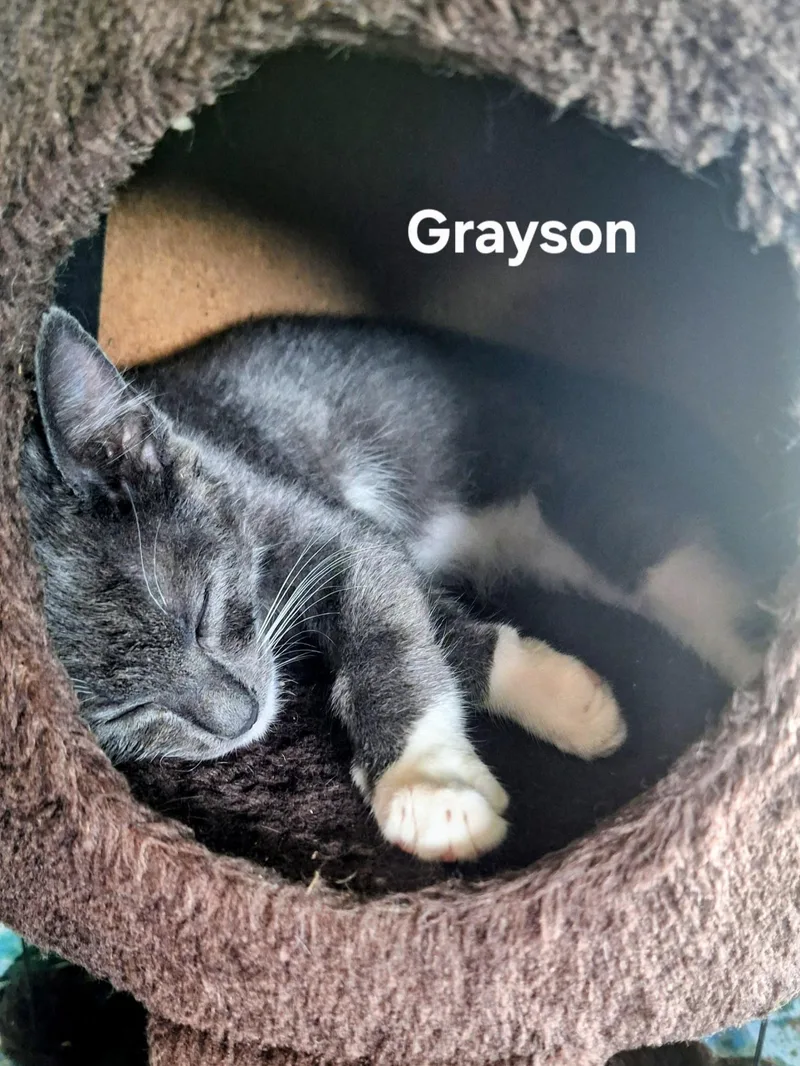 Grayson thumbnail 2