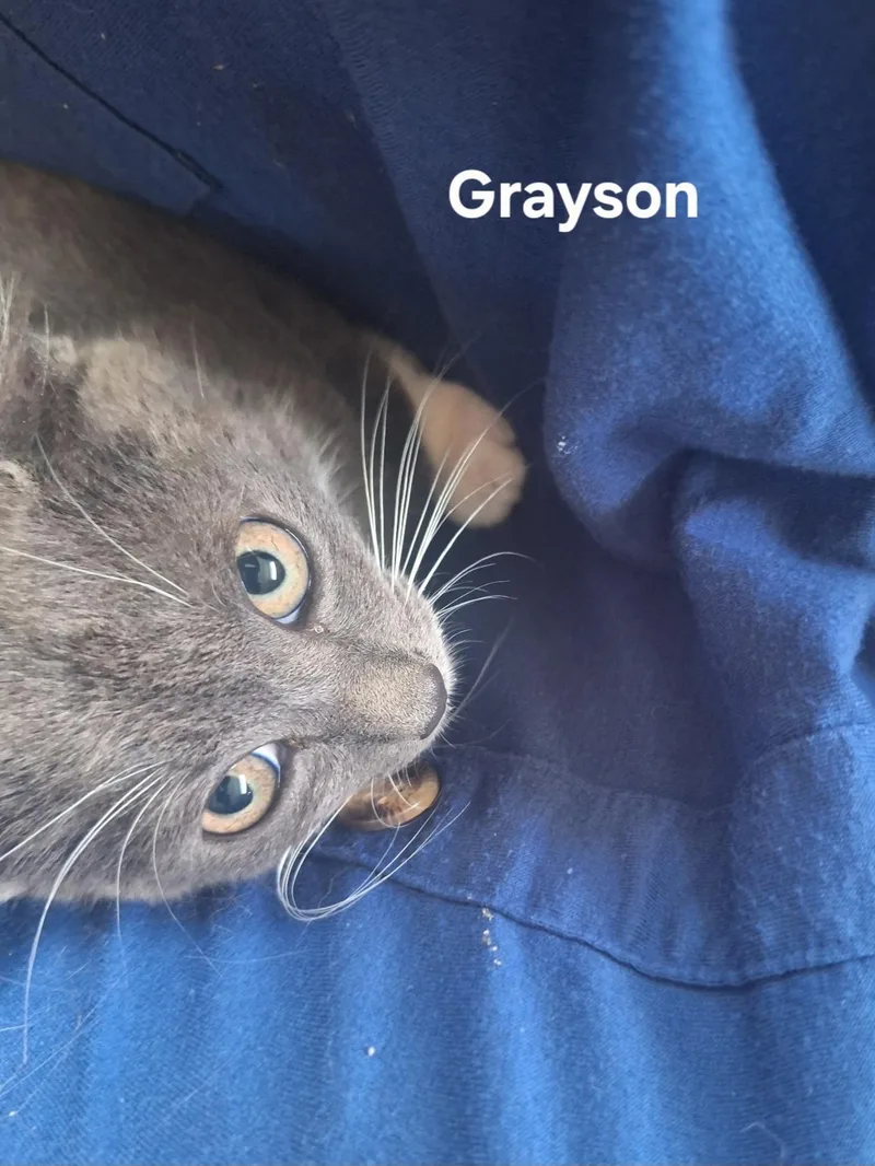 Grayson thumbnail 3