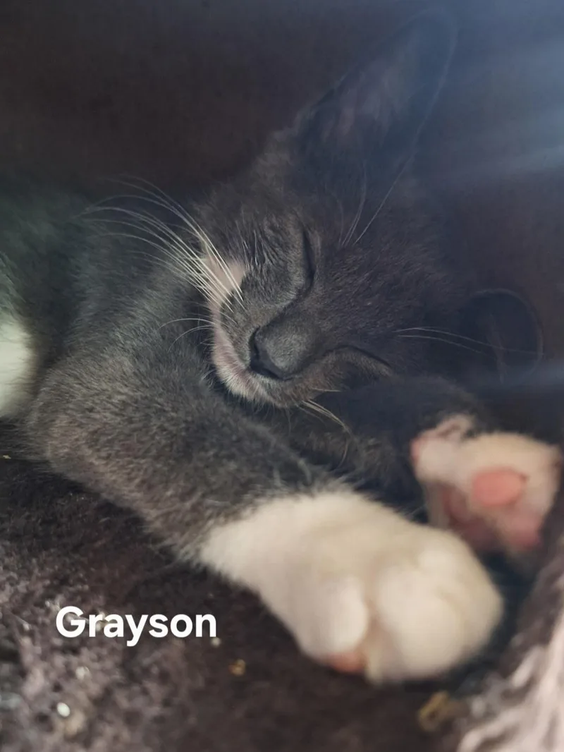 Grayson thumbnail 4