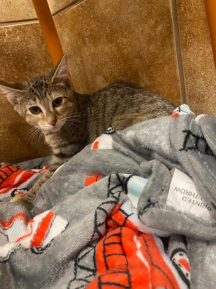 A baby small-sized female Tabby (Brown / Chocolate) Domestic Short Hair cat named Wee Woo for adoption in West Mifflin, PA