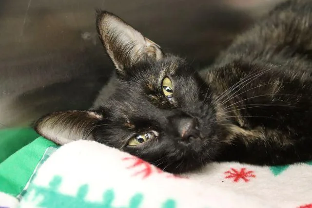 A young small-sized female Domestic Short Hair cat named Maeve for adoption in Tucson, AZ