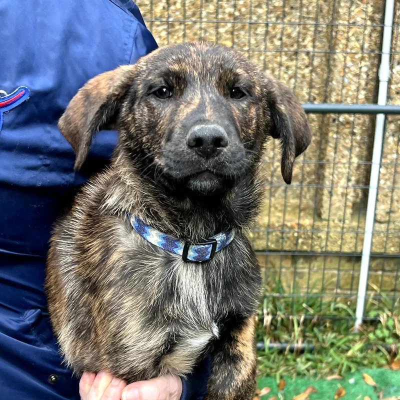 Ginger Rae thumbnail 2