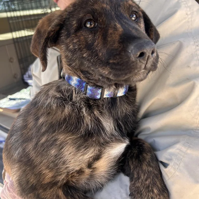 Ginger Rae thumbnail 4