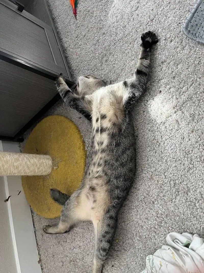An adult medium-sized female Tabby (Brown / Chocolate) Domestic Short Hair cat named Maxine for adoption in Gladstone, OR