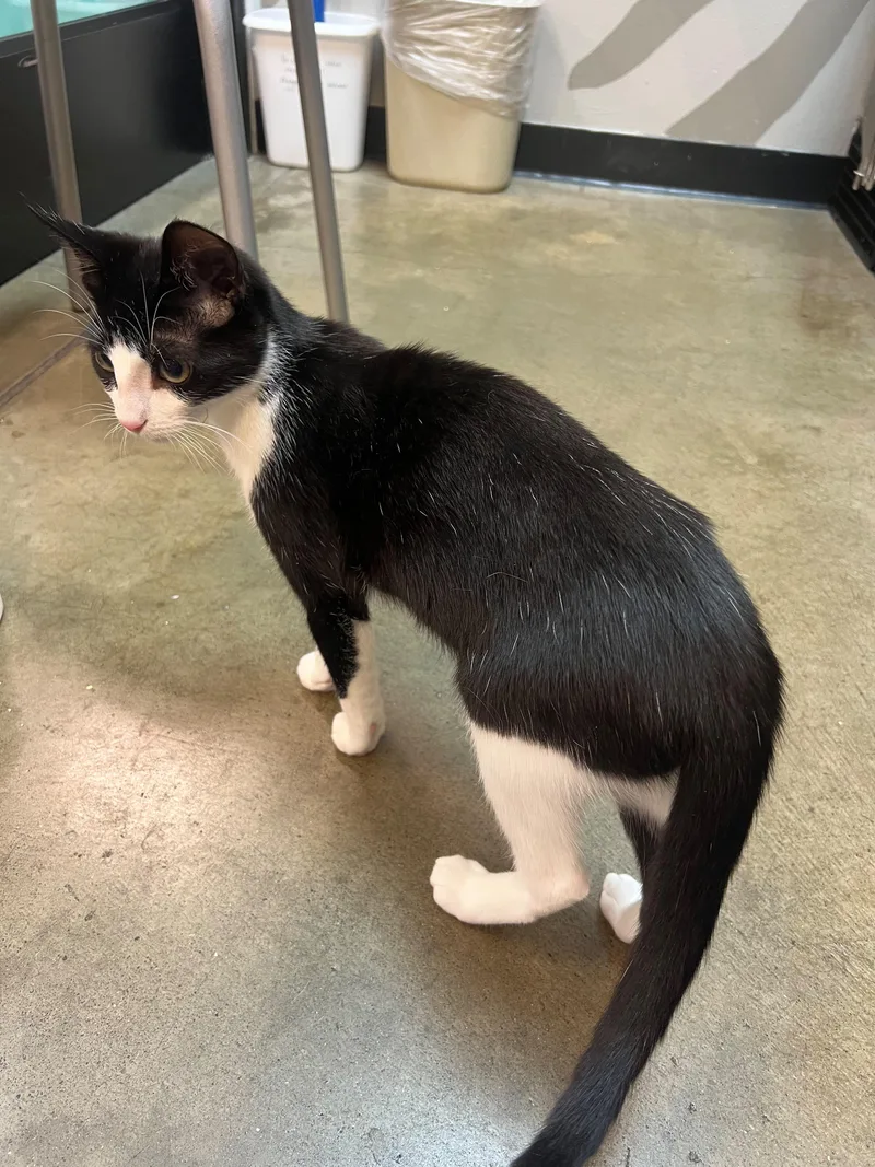 A baby medium-sized male Black & White / Tuxedo Tuxedo cat named Hank for adoption in Woodinville, WA