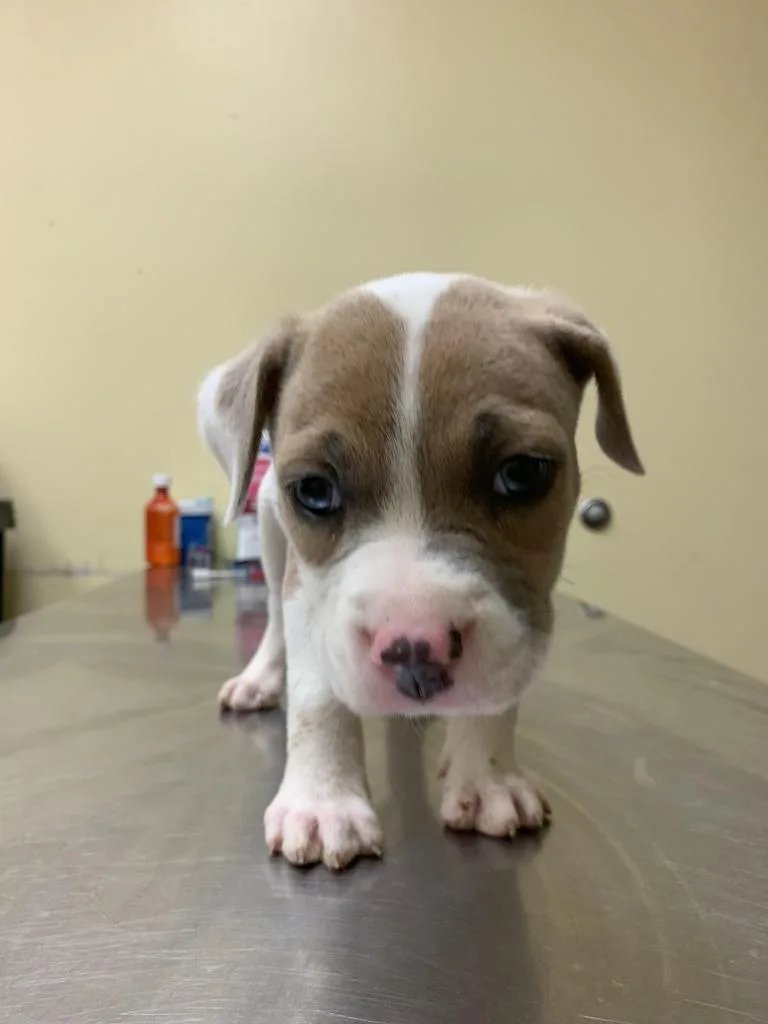 A baby medium-sized male Mixed Breed dog named Alder โ
for adoption in Florence, SC