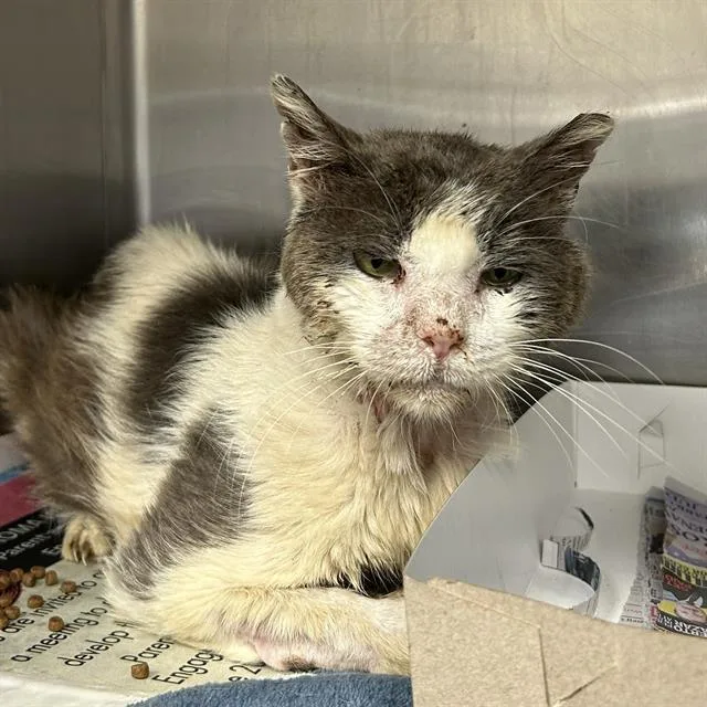 An adult small-sized male Domestic Short Hair cat named Boston for adoption in San Antonio, TX