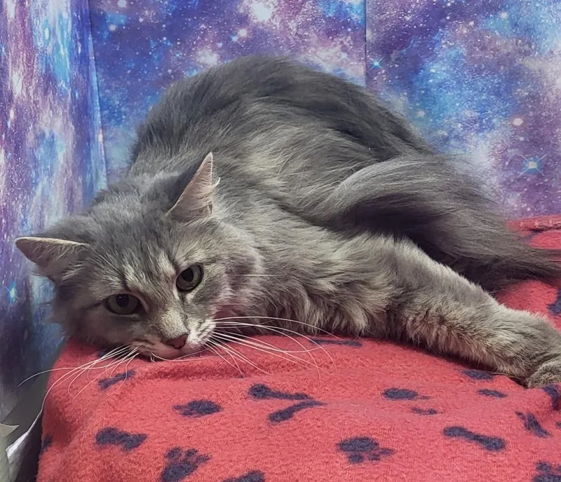 A young medium-sized female Domestic Medium Hair cat named Sadie Mae for adoption in Washington Court House, OH