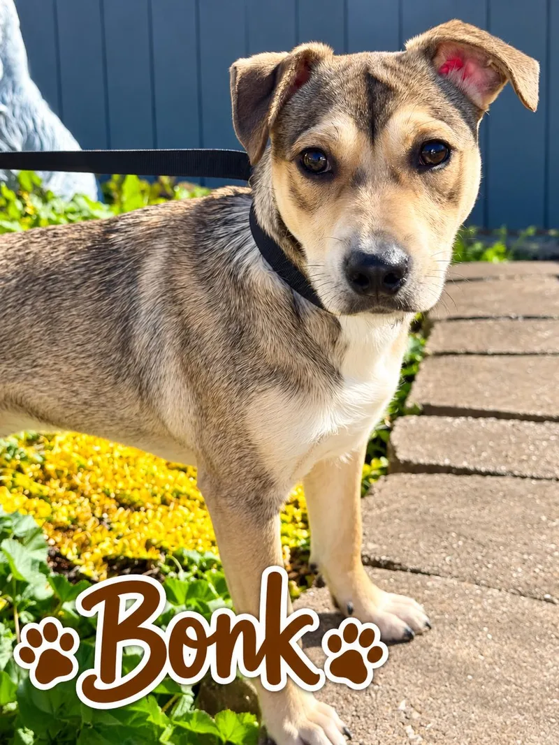 A young medium-sized female Tricolor (Brown, Black, & White) Mixed Breed dog named Bonk for adoption in Rock Hill, NY