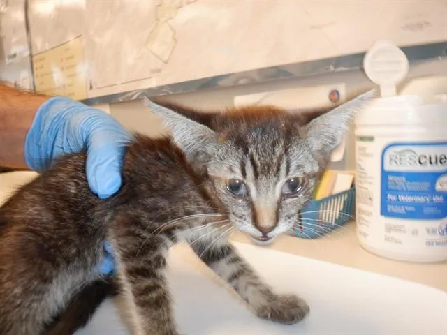 A baby small-sized male Domestic Short Hair cat named Jasper for adoption in San Jose, CA
