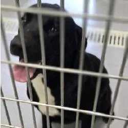 An adult medium-sized male Black Mixed Breed dog named Yogie for adoption in Newark, DE