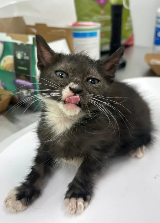 A baby small-sized male Domestic Short Hair cat named Marcus for adoption in Hartsville, SC