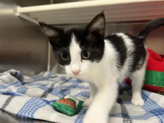 A baby small-sized female Domestic Short Hair cat named Catrina for adoption in Tustin, CA