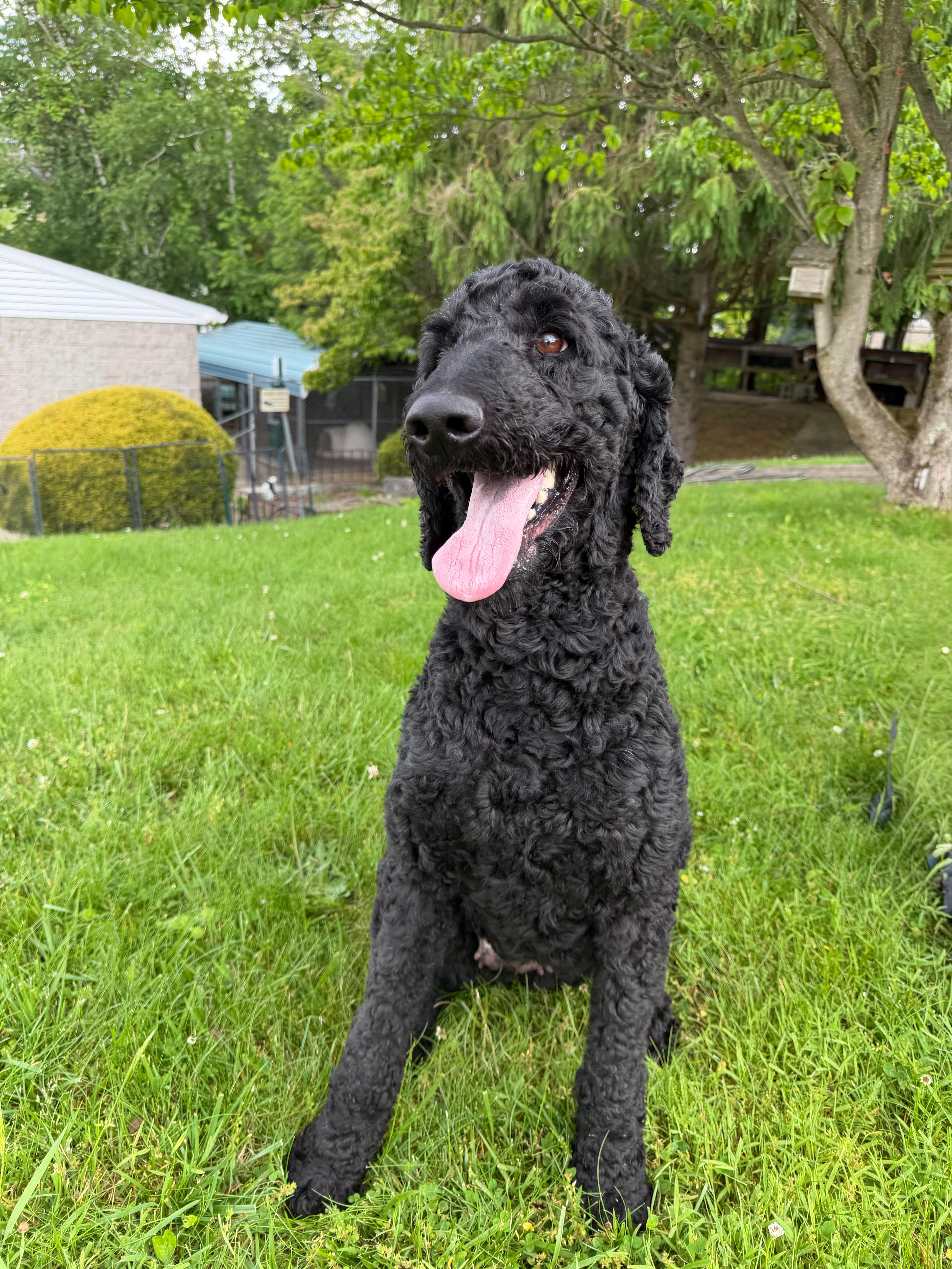 A young large-sized female Black Standard Poodle dog named Peaches for adoption in Latrobe, PA