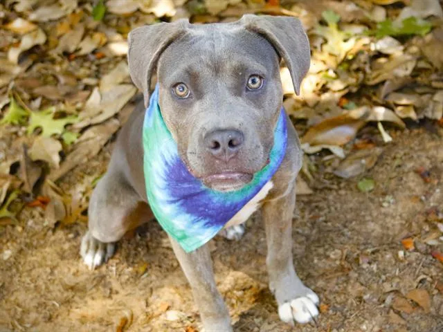 A young small-sized female American Staffordshire Terrier dog named Bluebell for adoption in Tallahassee, FL