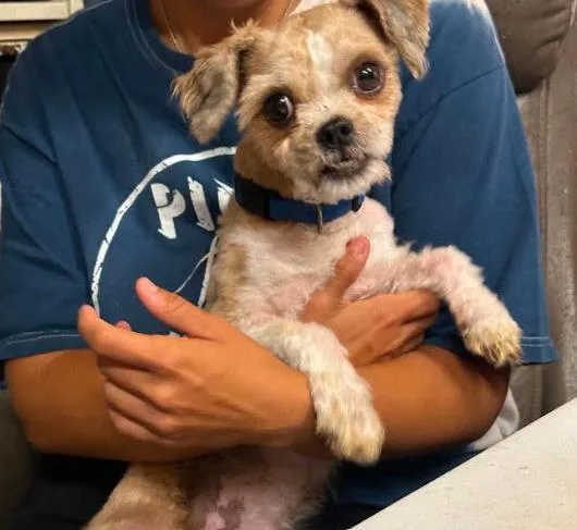A young small-sized male Shih Tzu dog named Gizmo in TX for adoption in Cranston, RI