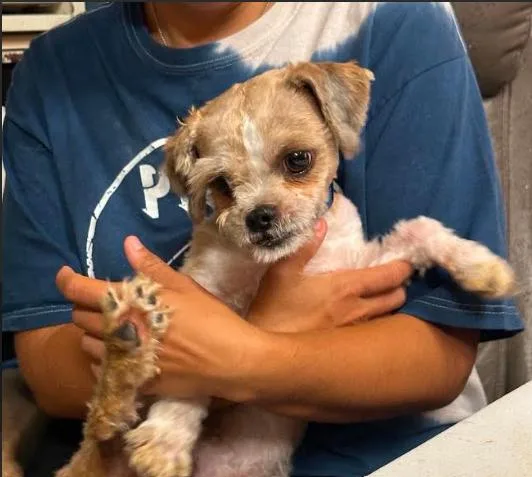 Gizmo in TX thumbnail 2