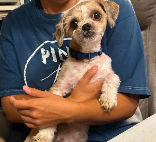 Gizmo in TX thumbnail 3