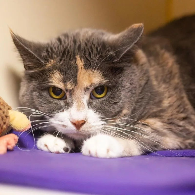 Lady Leap thumbnail 3