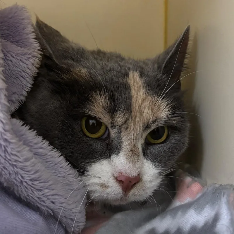 Lady Leap thumbnail 4