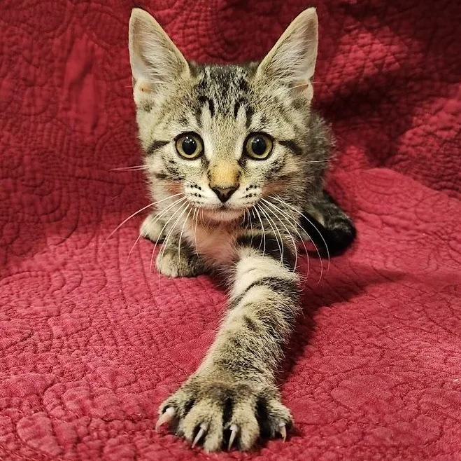 A baby medium-sized male Brown / Chocolate Tabby cat named Atlas for adoption in Sacramento, CA
