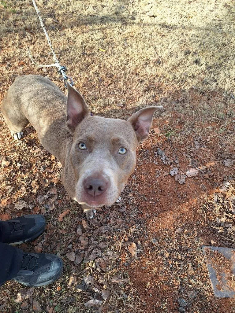 A young medium-sized female Pit Bull Terrier dog named Savvy for adoption in Noble, OK