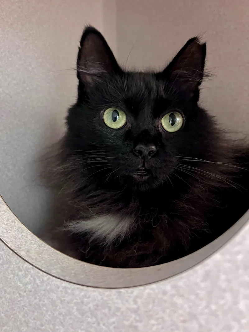 A senior medium-sized female Black Domestic Medium Hair cat named Fuzzy for adoption in Frederick, MD