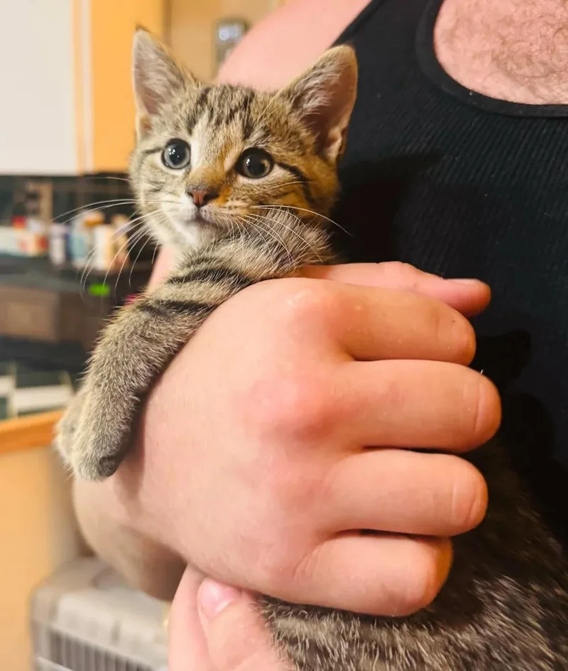 A baby medium-sized female Tabby (Brown / Chocolate) Domestic Short Hair cat named Willow Anne for adoption in Davison, MI
