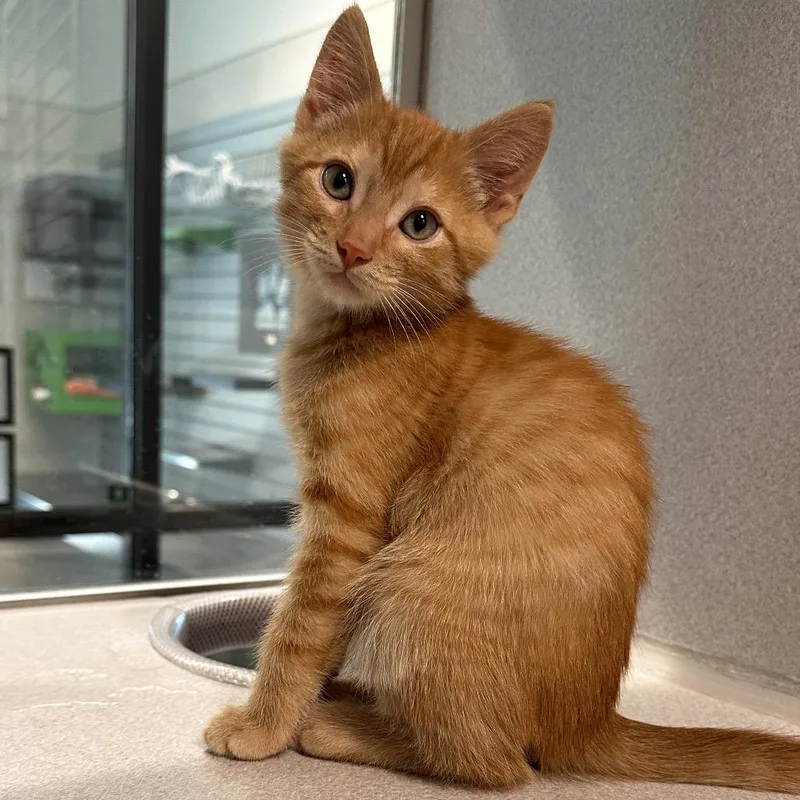 A baby small-sized male Orange / Red Domestic Medium Hair cat named Leo for adoption in Hailey, ID