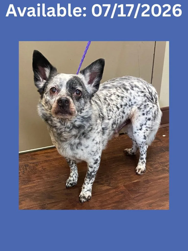 A young medium-sized male Australian Cattle Dog / Blue Heeler dog named Dog Kennel for adoption in Greenville, TX
