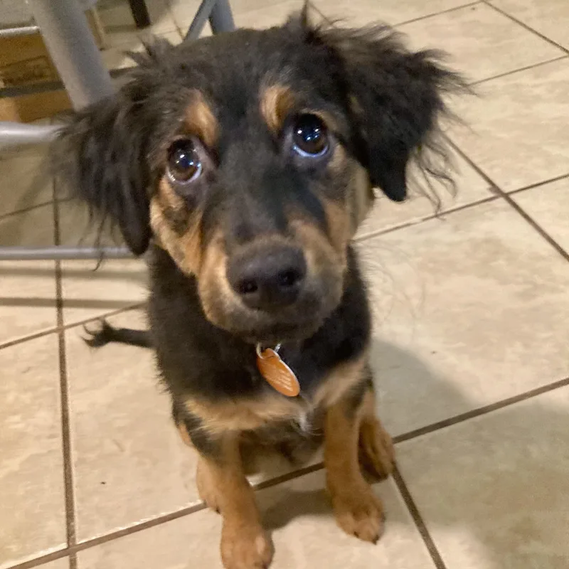 A baby small-sized female Yellow / Tan / Blond / Fawn Dachshund dog named Serena for adoption in Greensboro, NC