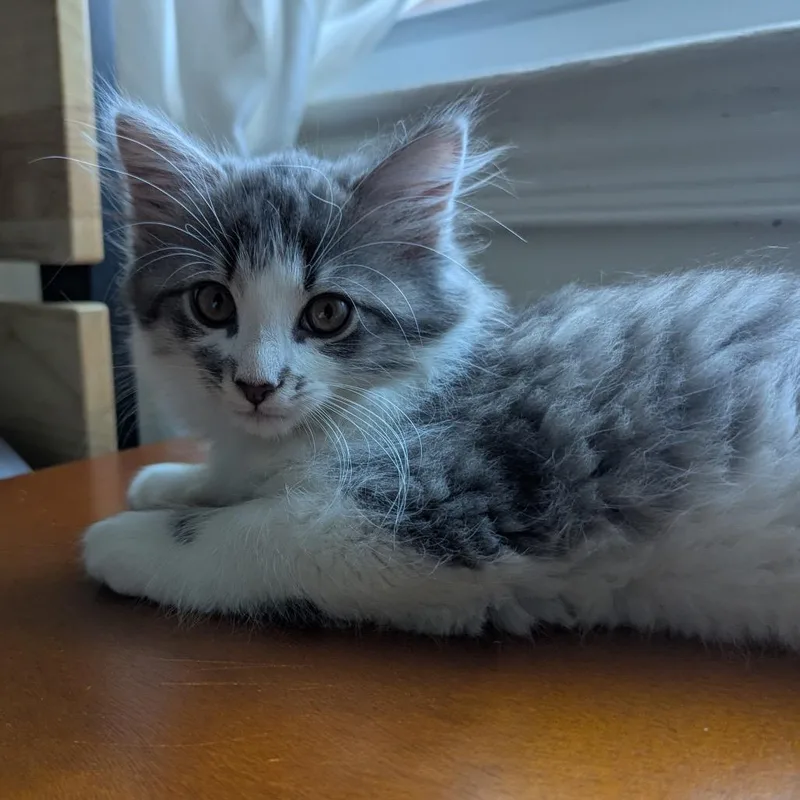 A baby small-sized male Gray / Blue / Silver Domestic Long Hair cat named Atlas for adoption in Oakton, VA