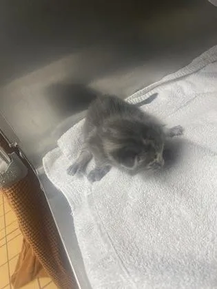 A baby small-sized female Domestic Short Hair cat named Evelyn for adoption in Gainesville, FL