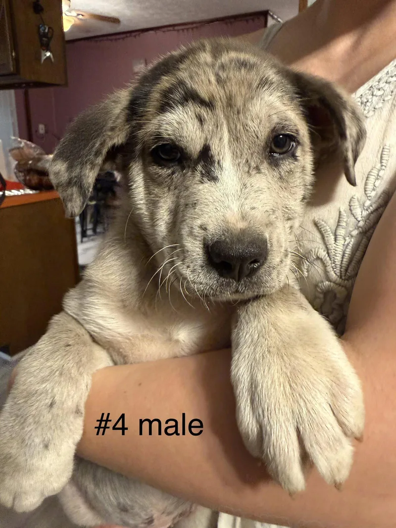 Moose thumbnail 3
