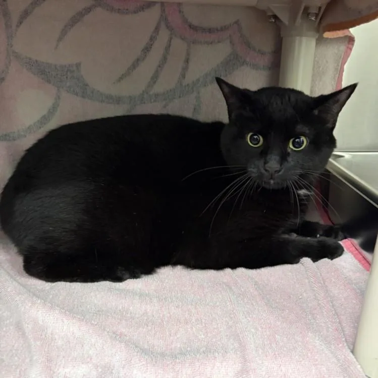 An adult medium-sized female Domestic Short Hair cat named Binx for adoption in Derwood, MD