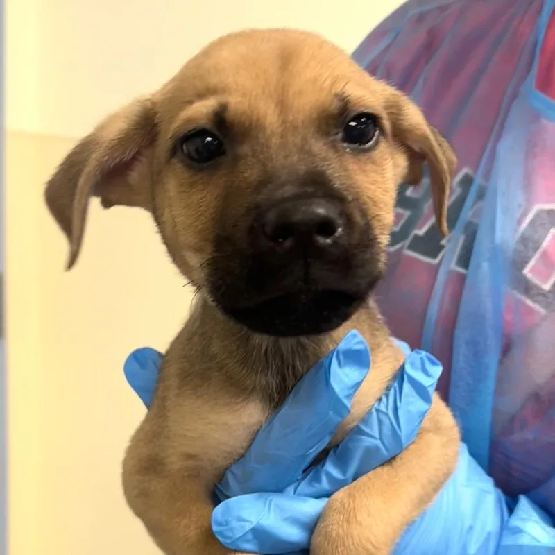 A baby small-sized male Brown / Chocolate Mixed Breed dog named Tanner . for adoption in Briarcliff Manor, NY