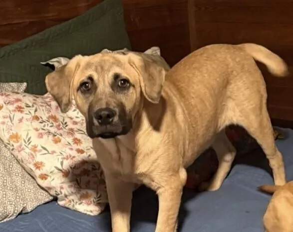 Pup Simba