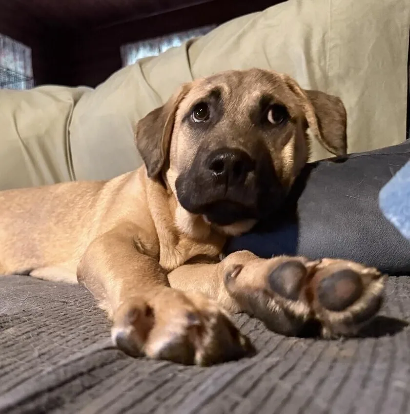 Pup Simba thumbnail 2