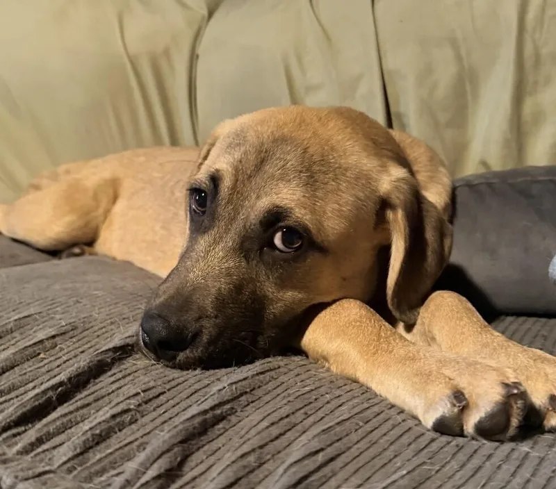 Pup Simba thumbnail 4