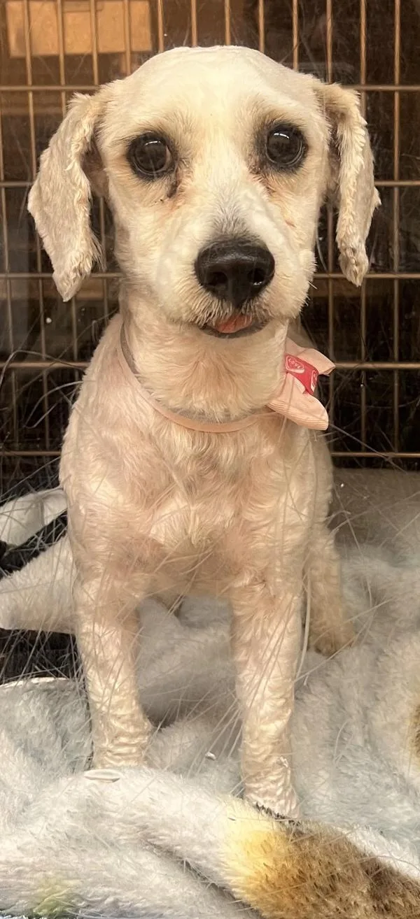 An adult small-sized female Shih Tzu dog named Pen  Razui for adoption in Lawrenceville, GA