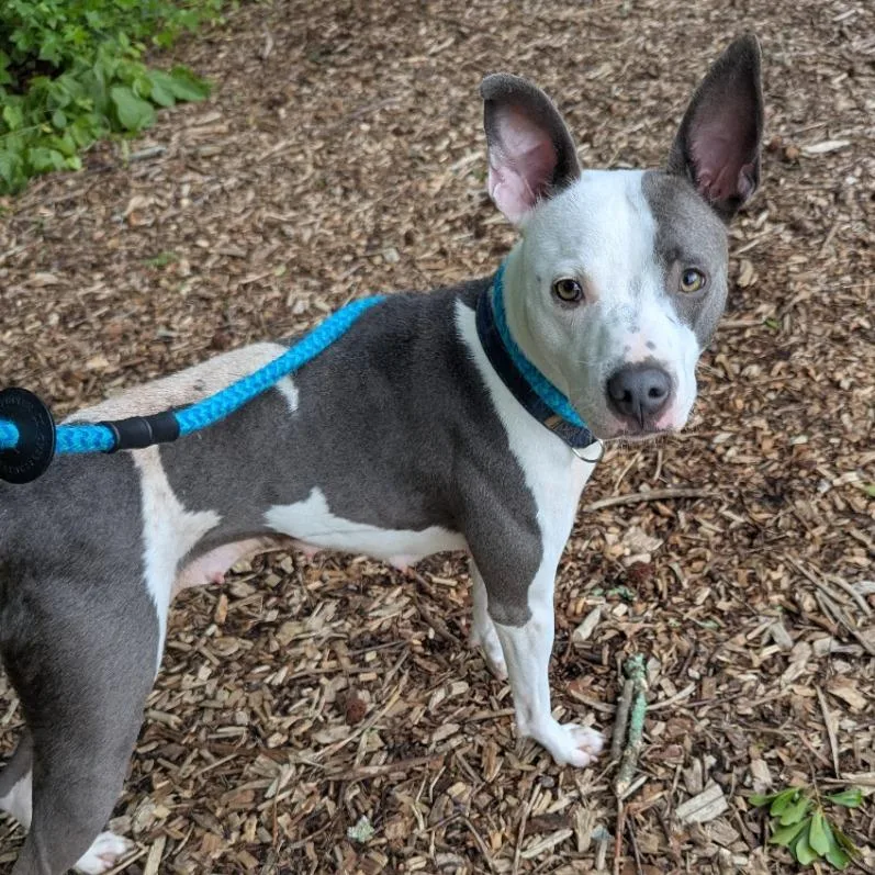 An adult medium-sized female White / Cream Pit Bull Terrier dog named Callie for adoption in Chattanooga, TN