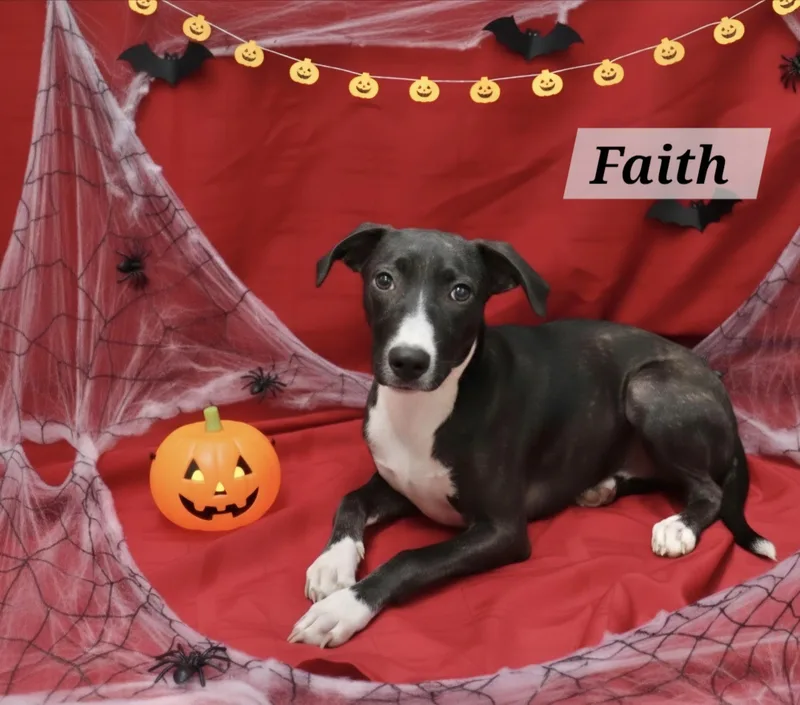 A baby medium-sized female Pointer dog named Faith for adoption in Manchester, CT