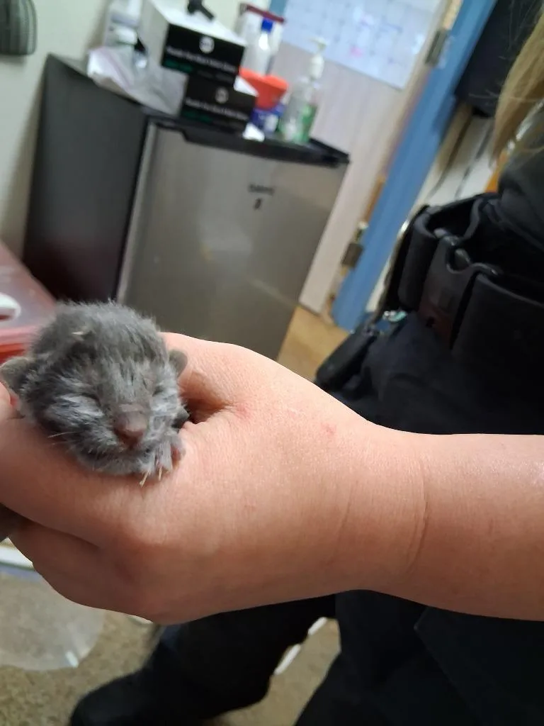 A baby small-sized male Domestic Short Hair cat named Tennille for adoption in Brownwood, TX
