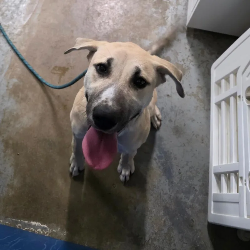 A young medium-sized female White / Cream Pit Bull Terrier dog named Laila for adoption in Green Forest, AR