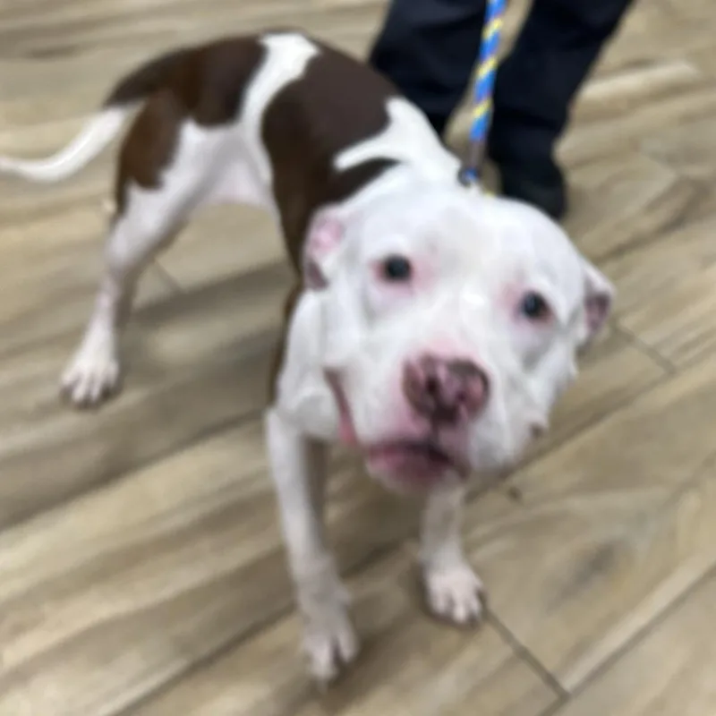 A baby medium-sized male White / Cream Mixed Breed dog named AHNJStray for adoption in Newark, NJ