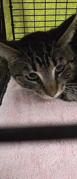 A young medium-sized female Domestic Short Hair cat named Kasper for adoption in Los Angeles, CA