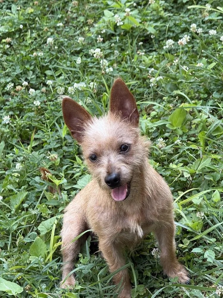 An adult small-sized female Brown / Chocolate Chihuahua dog named Montana for adoption in South Bend, IN