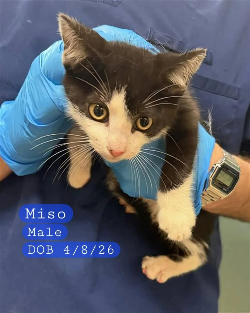 A baby medium-sized male Black & White / Tuxedo Domestic Short Hair cat named Miso for adoption in Holbrook, NY