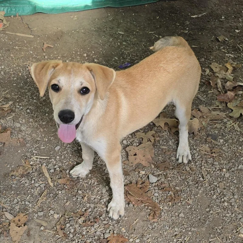 A baby small-sized female Yellow / Tan / Blond / Fawn Mixed Breed dog named Sandi for adoption in Corinth, MS
